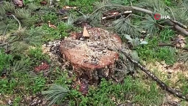 ARTOVA'DA AĞAÇ KESİMİNE TEPKİLER DEVAM EDİYOR