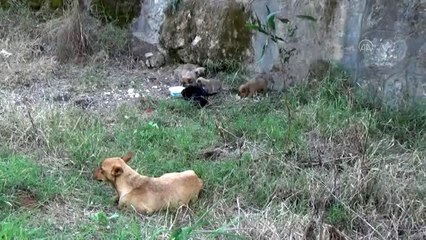 Jandarmadan, aç kalan köpek ve yavrularına şefkat eli