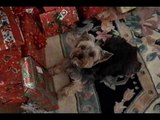Dog Gets Excited and Starts Whining While Requesting Owner to Open Christmas Presents