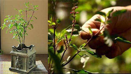 Tulsi को गर्मियों में सूखने से बचाएंगे ये घरेलु उपाय | तुलसी की गर्मियों में ऐसे करें रक्षा |Boldsky