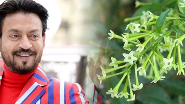 Irrfan Khan की कब्र पर लगेगा Raat ki Rani का पौधा; Irrfan wife Sutapa ने बोला ये | FilmiBeat