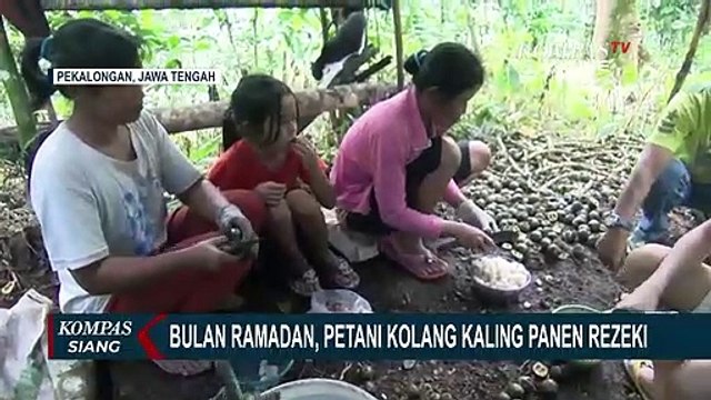 Bulan Ramadhan, Petani Kolang Kaling Panen Rezeki