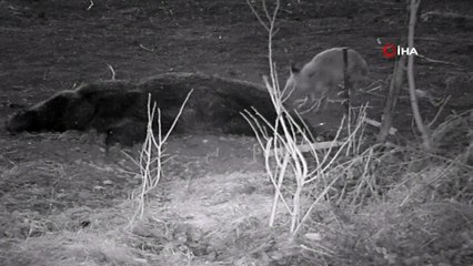 Tilkinin telef olan domuzla beslenmesi fotokapanla görüntülendi