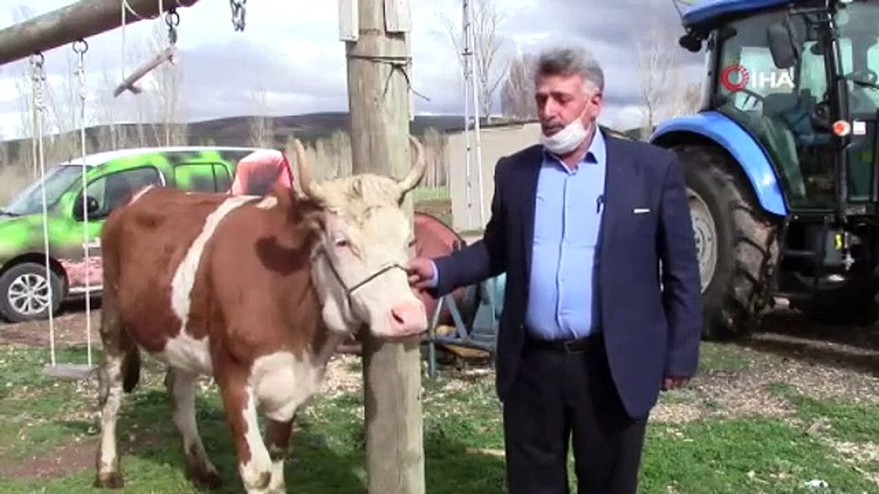 Milli dayanışma kampanyasına düvesini bağışladı