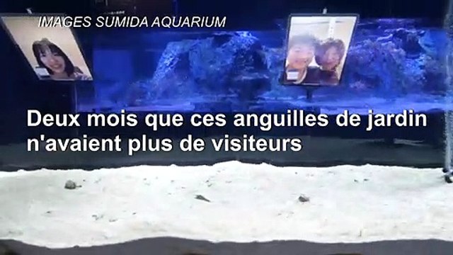Coronavirus: au Japon, des messages vidéo pour réhabituer des anguilles d'aquarium aux humains