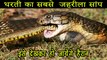 धरती का सबसे जहरीला सांप किंग कोबरा | इसे देखकर हो जायेंगे हैरान | World dangerous snake KING COBRA | King Cobra | Mystic Gyan