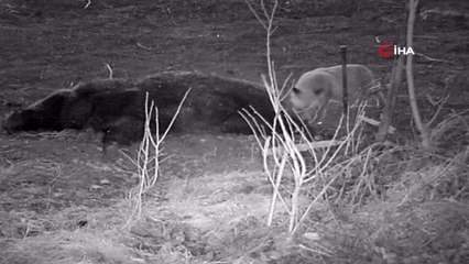(ERZİNCAN)Tilkinin telef olan domuzla beslenmesi fotokapanla görüntülendi