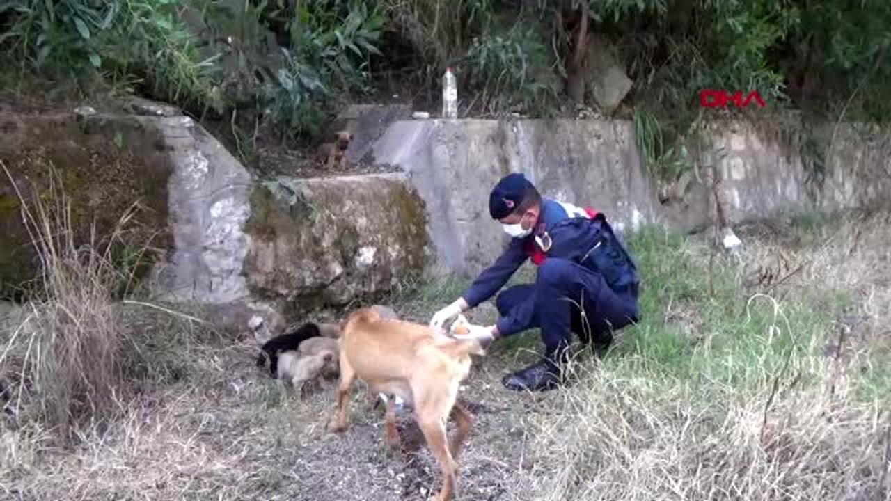 ANTALYA Jandarma köpek yavrularını besledi, belediye sokak hayvanları unutmadı