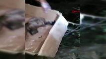 ANTALYA Kuyuya düşen yavru köpekleri mahalleli kurtardı