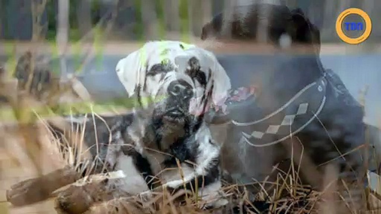 Ce labrador noir se transforme peu à peu en chien blanc