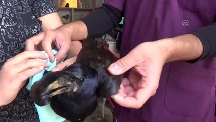 Tedavisi tamamlan bıldırcın klavuzu kuşu ve karga doğaya salındı