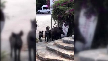 Aç kalan domuzlar devlet hastanesi bahçesine indi