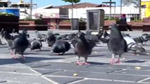 Trafik polisleri sokağa çıkma kısıtlamasında güvercinleri unutmadı