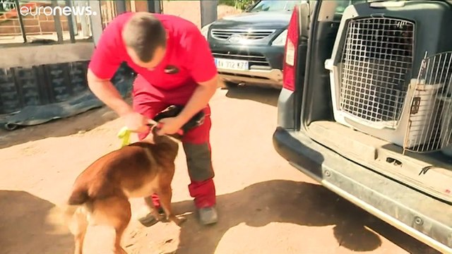 Bombeiros treinam cães para detetar Covid-19