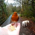 Il a apprivoisé un oiseau et le nourrit à la main tous les jours