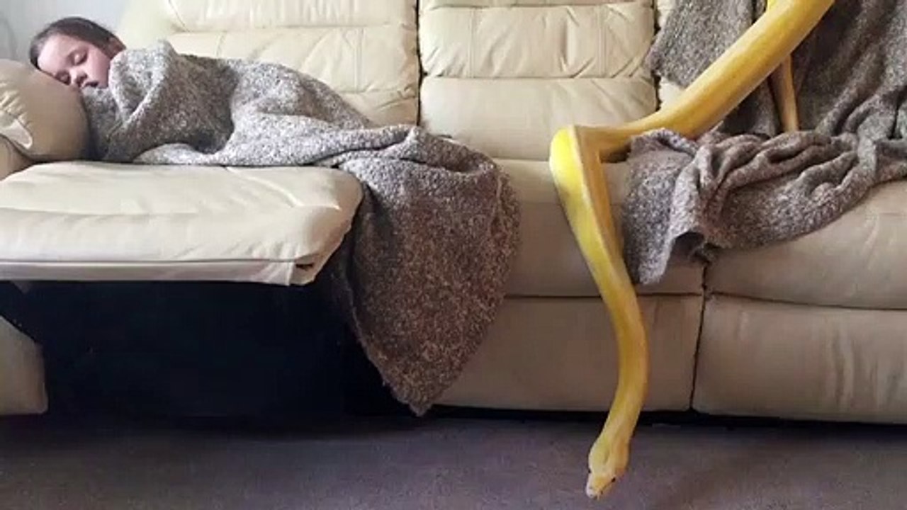 Une fillette fait la sieste avec son animal de compagnie peu commun