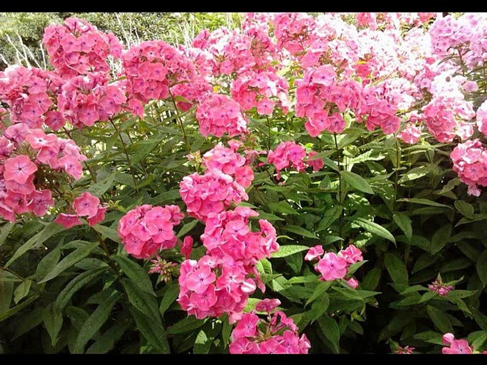 landleben 2015swift style