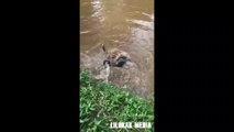 Tortoise catching duck | unbelievable