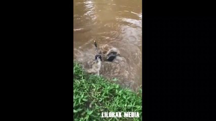 Tortoise catching duck | unbelievable
