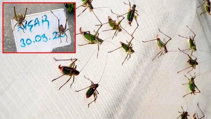 Güneydoğu'da görülen çekirgeler İzmir'de Akarca Ovası'nı istila etti