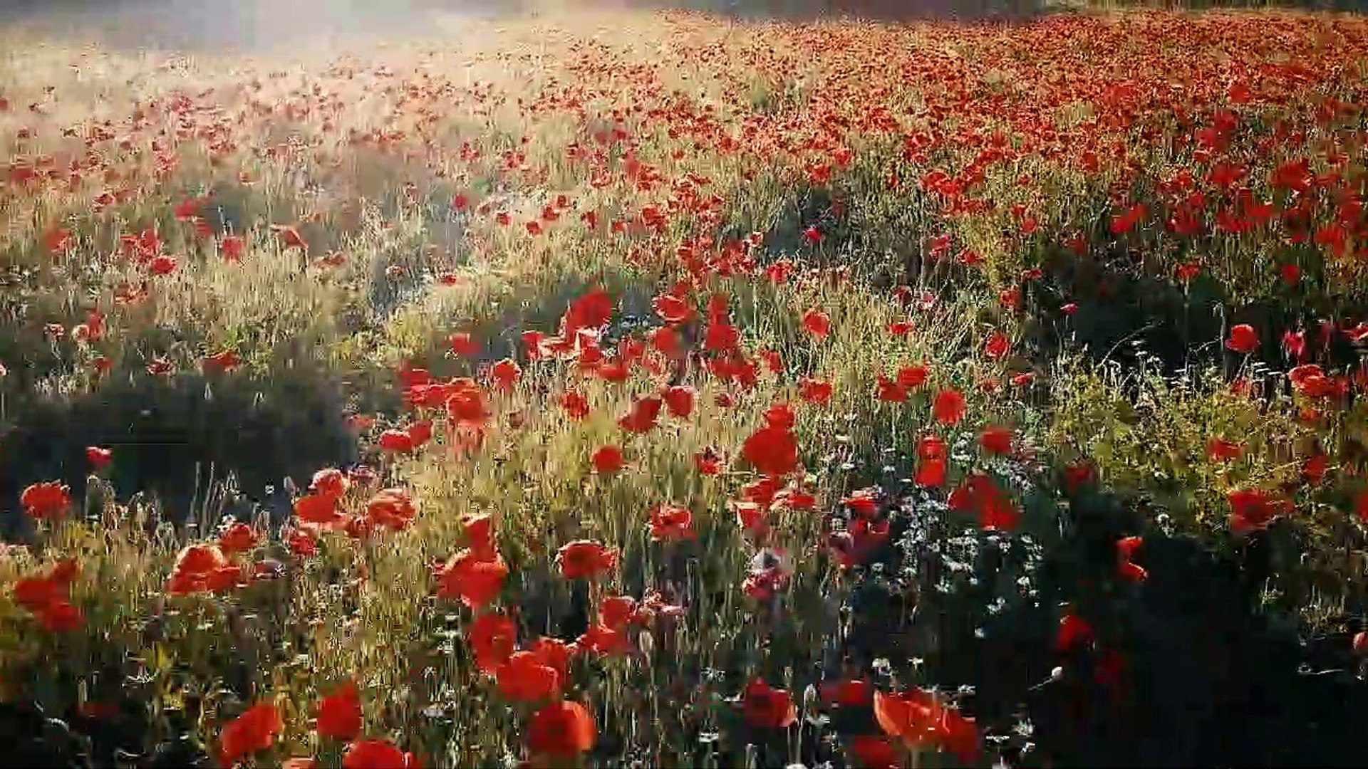 Beautiful Nature Music,Relaxing Music,Sleeping Music