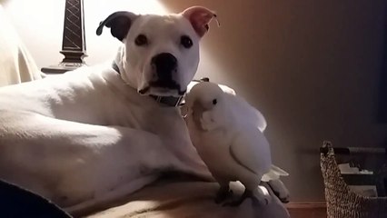 Ce perroquet caresse un Pitbull avec son aile !