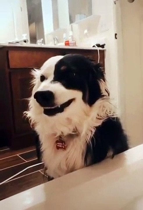Ce chien veut tout faire pour prendre le bain avec sa maitresse !