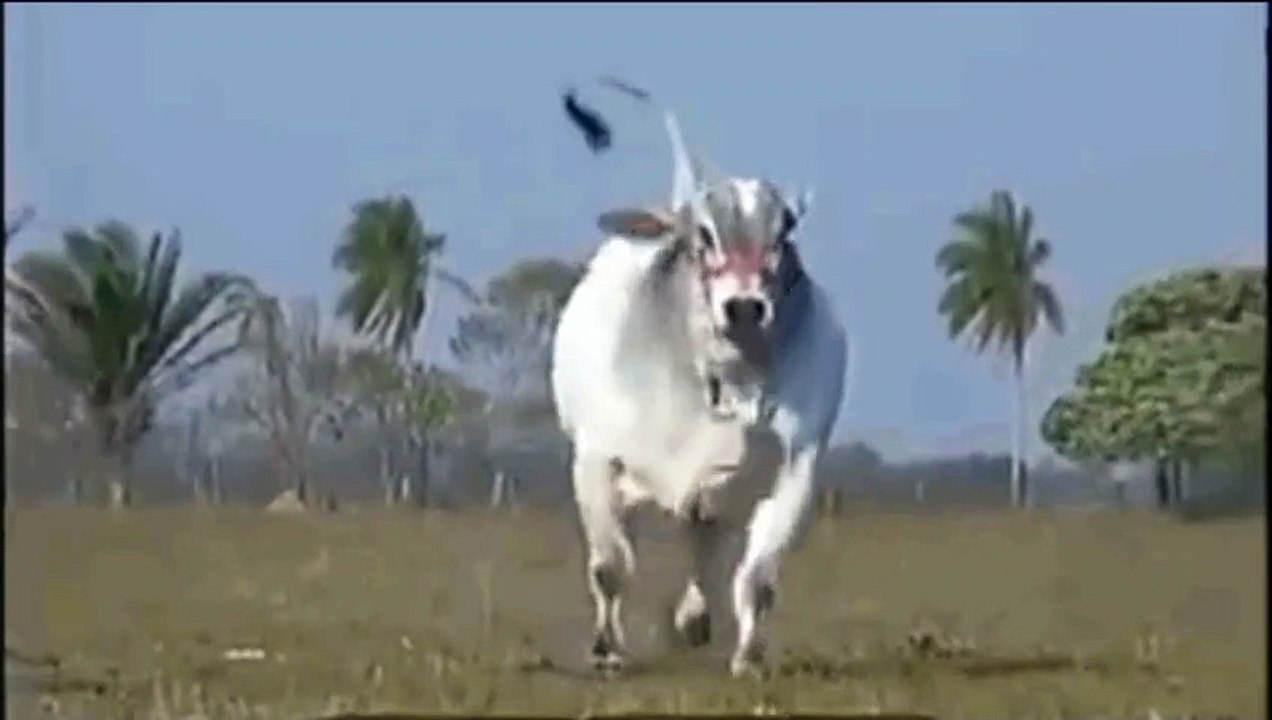 What a wonderful country cow