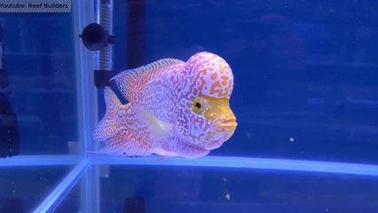 10 Most Beautiful Fresh Water Fish in the World