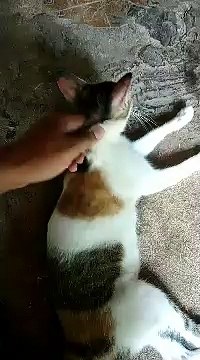 Kucing oren berulah - mager lucu