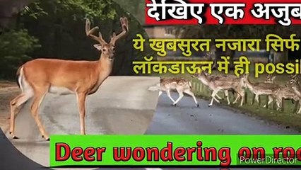 Rare video/Deer wondering on road it can be possible only in lockdown