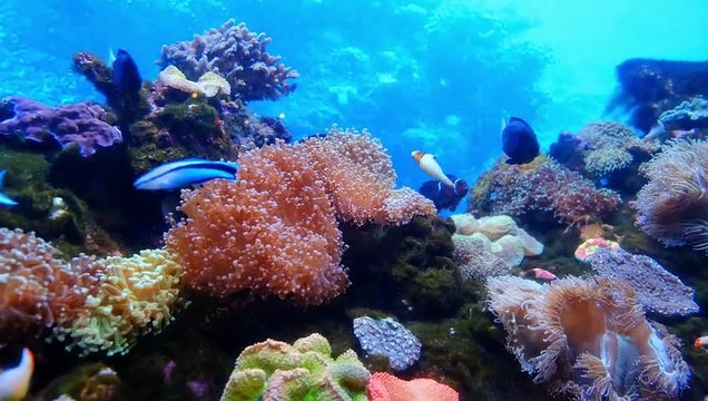 Cute And Lovely Fishes Playing in Sea With Beauty Of Nature Videos