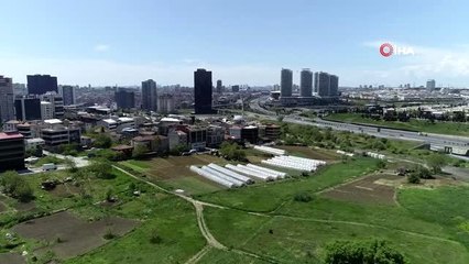 İstanbul'un merkezindeki seralarda tarım başladı