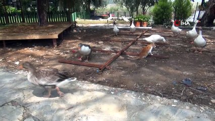 Azmağın sembolleri aç kaldı