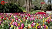 Hollanda'da ünlü lale bahçesi kapılarını internetten açtı