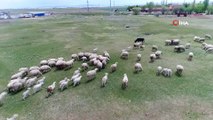 Çobanlar üretimin devamı için işlerinin başındalar