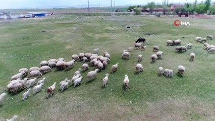 Çobanlar üretimin devamı için işlerinin başındalar