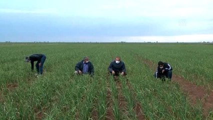 Tarımsal üretim Kovid-19 tedbirleri altında aralıksız sürüyor