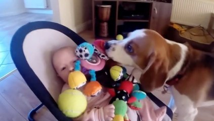 El perro roba un juguete a la bebé y al verla llorar, compungido por la culpa, devuelve la 'mercancía'