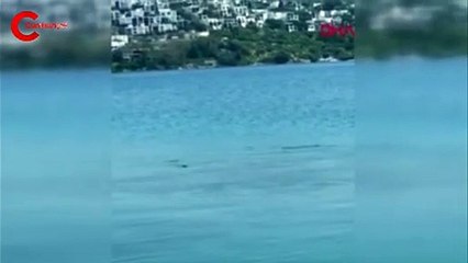 Bodrum'da görüntülenmişti! Uzmanı ne olduğuna dair açıklama yaptı