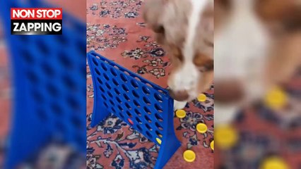 Ce chien vexé de perdre à Puissance 4 contre son maître, a une réaction étonnante (Vidéo)