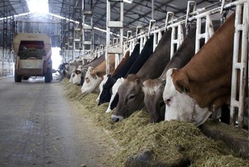 Uşak'ta tarımsal üretim 'steril' şekilde sürüyor