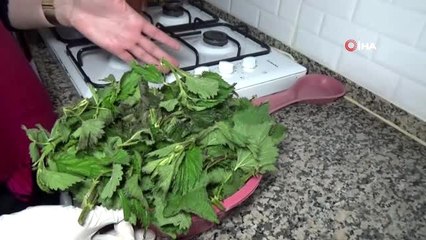 Korona virüse karşı ısırgan otundan yemeklerle korunuyorlar