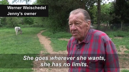 Free-roaming horse Jenny cheers up German lockdown