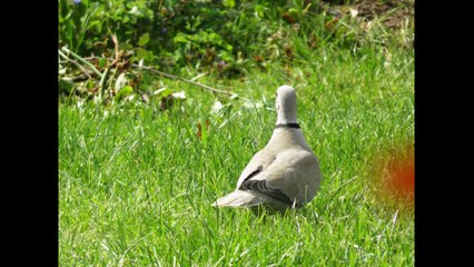 Un festival d'oiseaux hors confinement