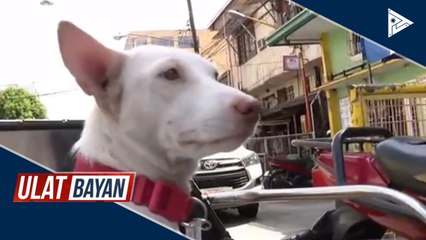 Kilalanin: Chi-Chi, ang barangay dog frontliner sa Manila