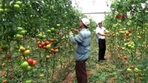 ANTALYA Serik'te domates üretimi sürüyor