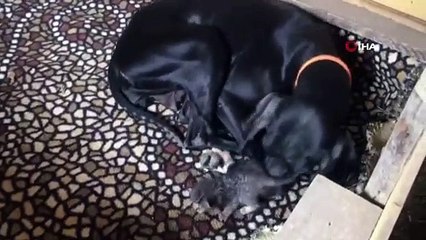Yavruları ölen köpeğin, yeni doğmuş kediye anne şefkati
