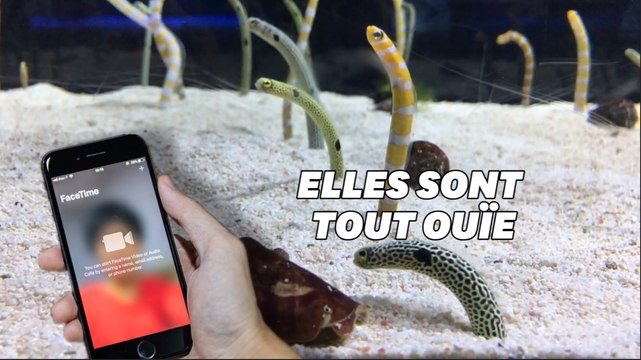 Passez un coup de fil aux anguilles de cet aquarium pour qu'elles n'oublient pas les humains