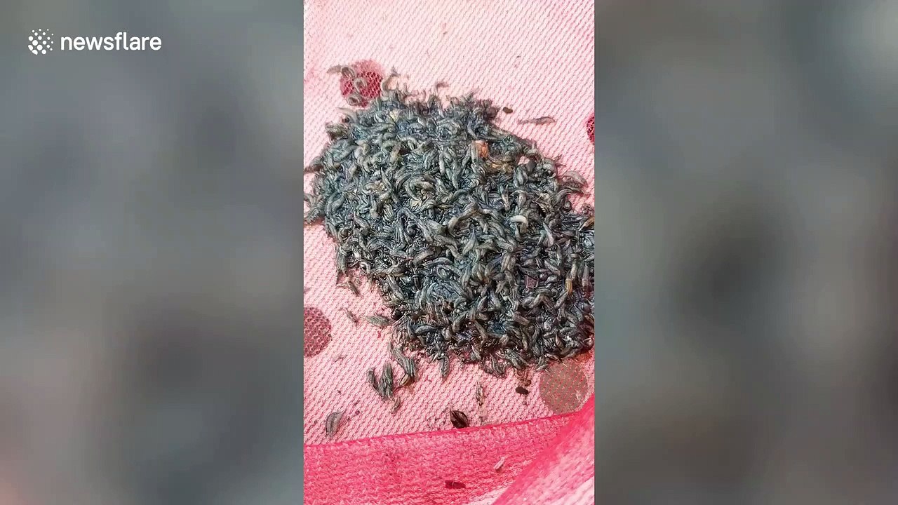 Fisherman catches hundreds of mystery bugs from pond in Thailand